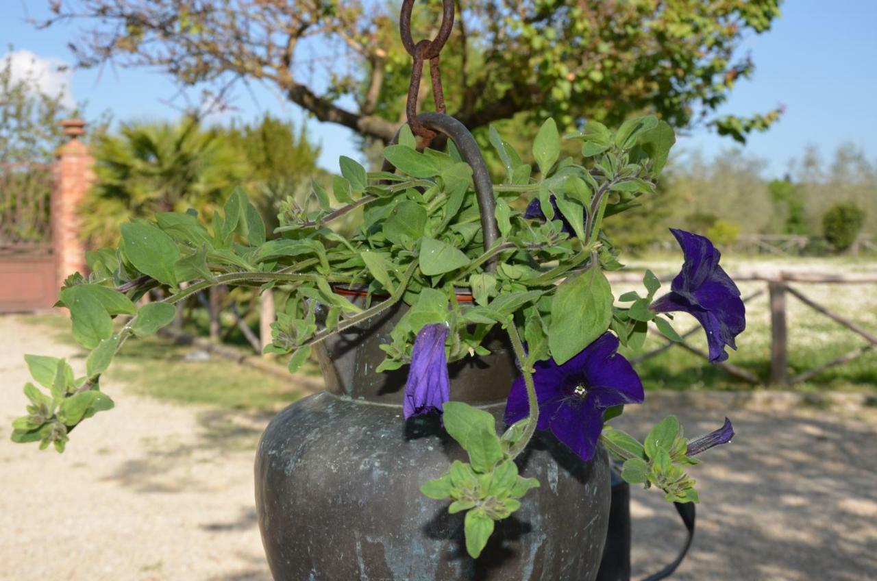 מלון לוצ'יניאנו Elisabeth House מראה חיצוני תמונה
